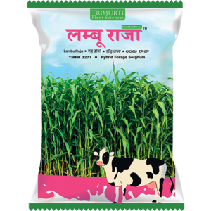 Lambu Raja (TMFH 3277)